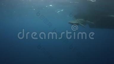 蓝水中的<strong>鲸鲨</strong>。 4k